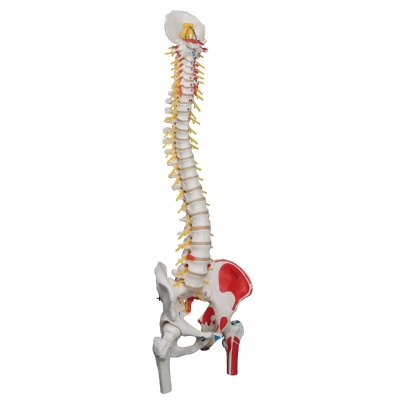 Deluxe Flexible Spine Model with Femur Heads, Muscles and Sacral Opening